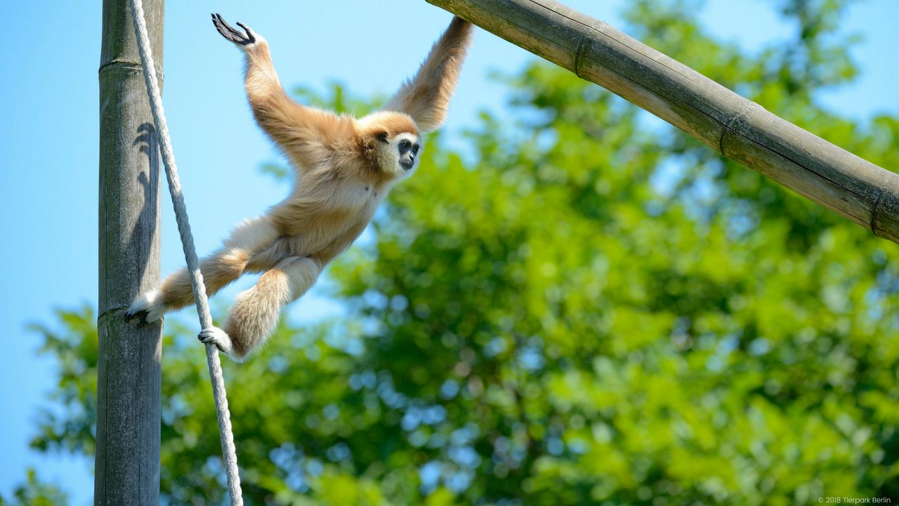 Der Tierpark in Berlin