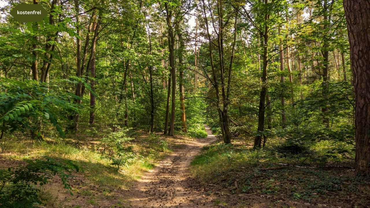 Spaziergung durch den Grunewald