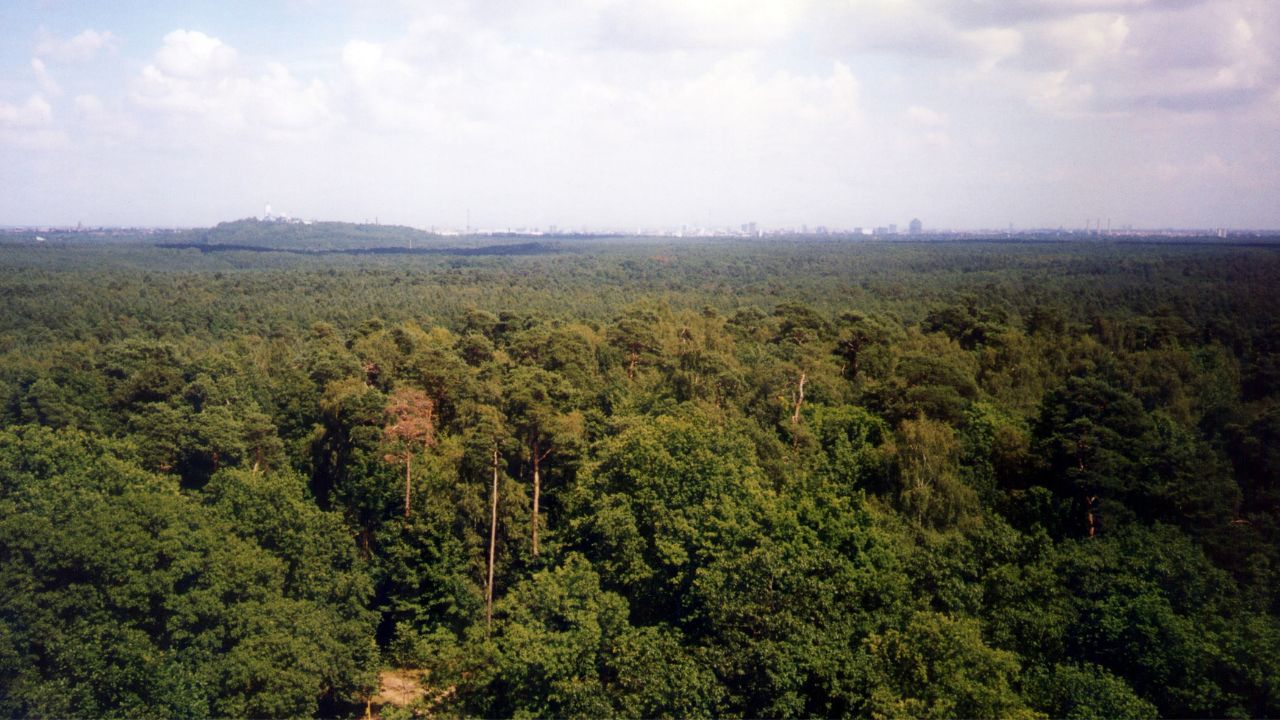 Grunewald in Berlin