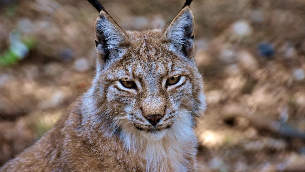 Tierpark Fuerstenwalde1