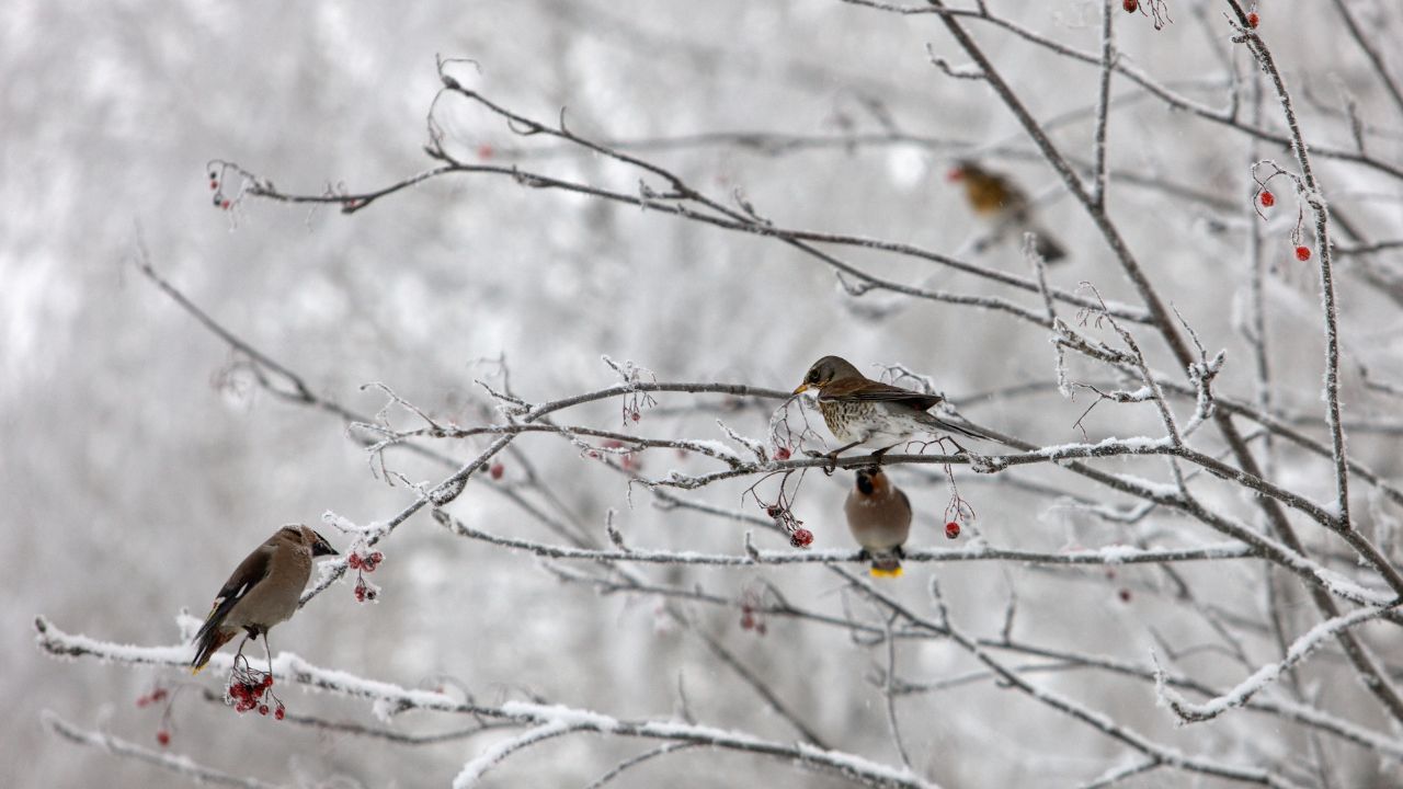 Britzer Garten Berlin Wintervögel beobachten und Basteln am 18