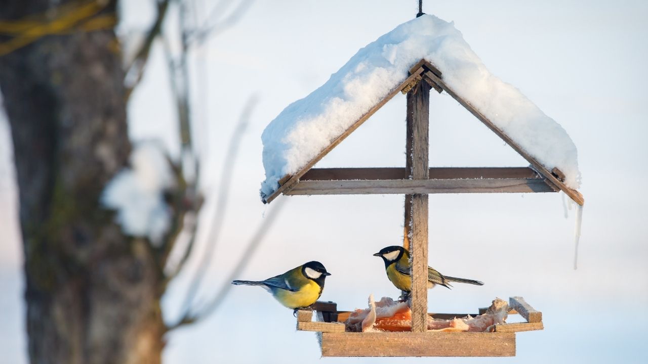 Voegel im Winter in Berlin1