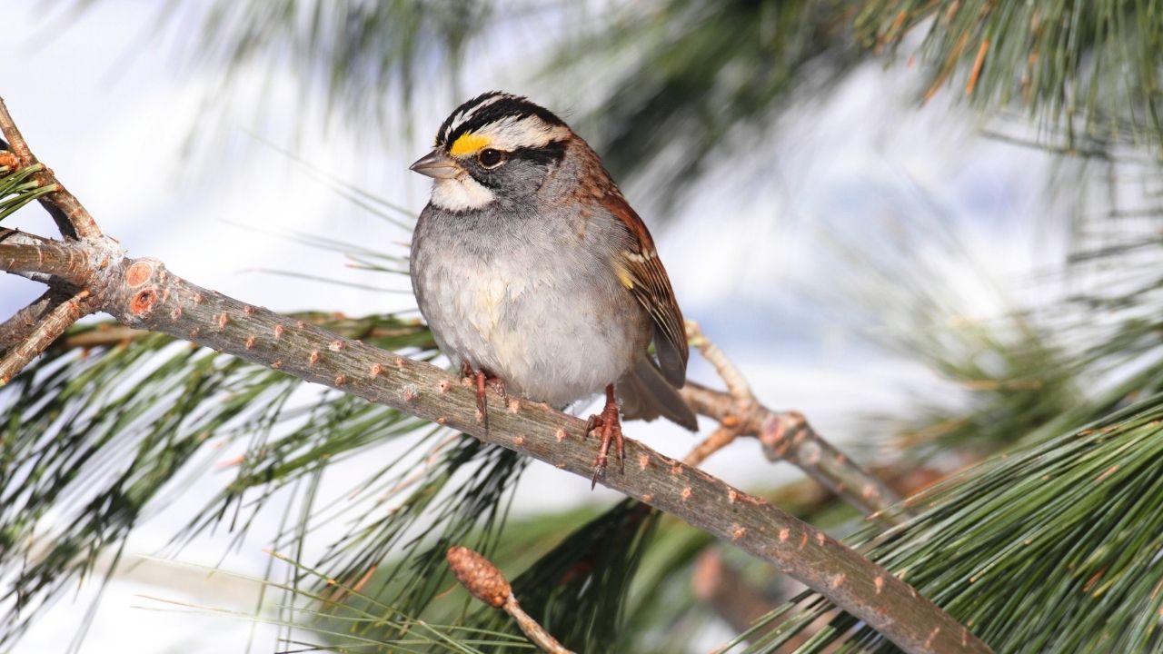 Voegel im Winter in Berlin4