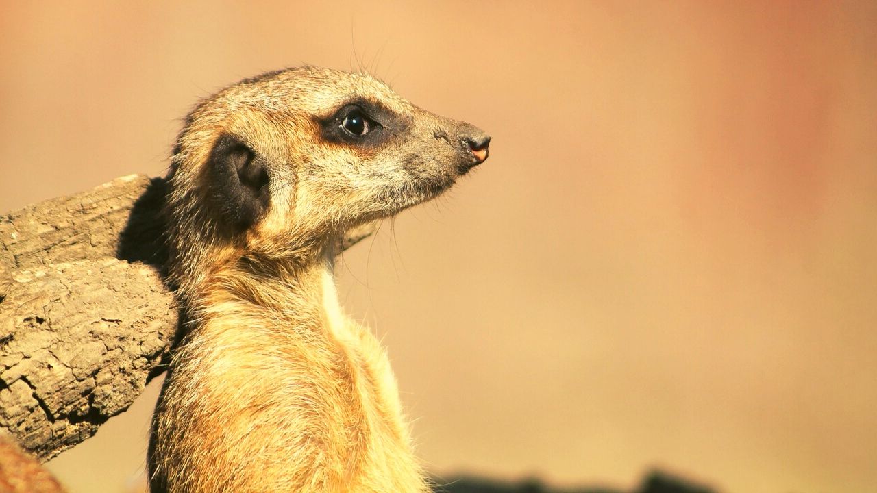 Zoo Berlin Erdmaennchen