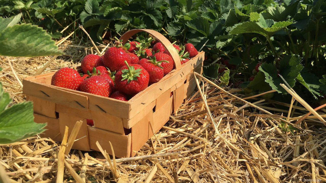 Strawberry picking in the berry gardens of Berlin.