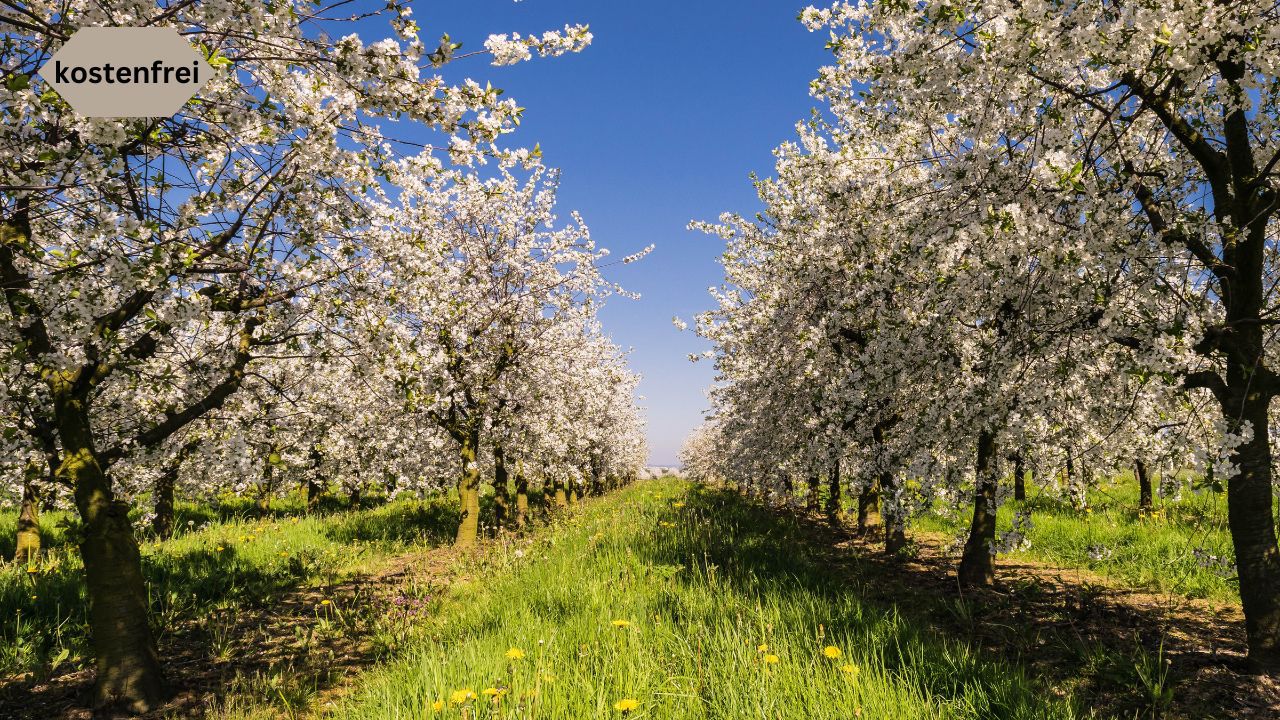 Obstbaumblütenwanderung