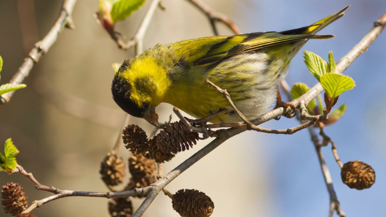 Vogelkundliche Führung Britzer Garten