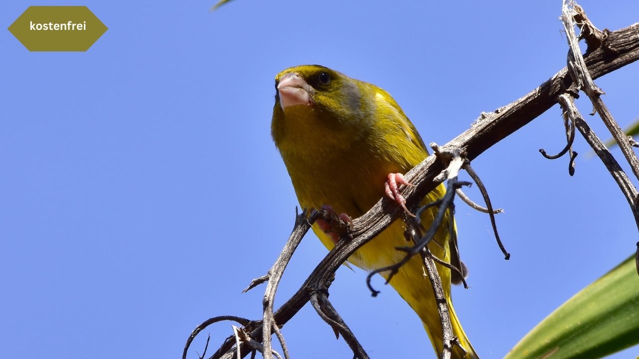 Vogelbeobachtungstour im Spreepark