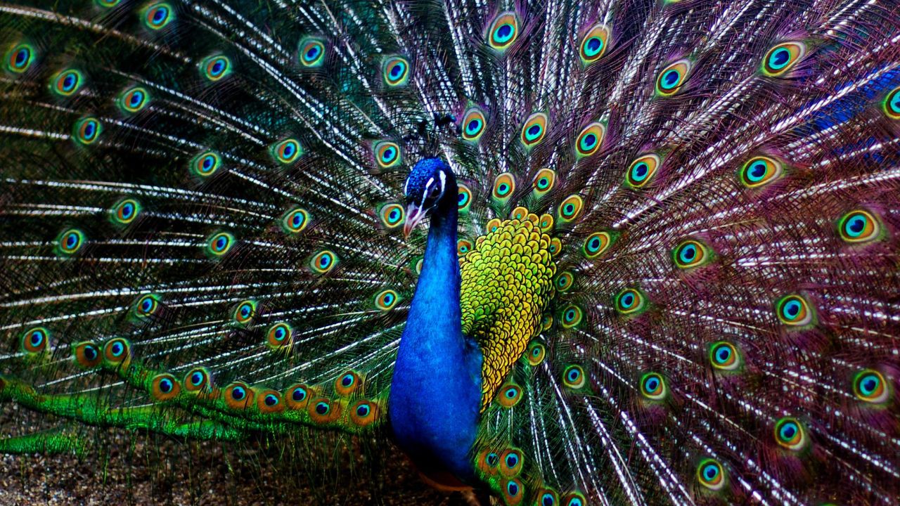 Der Pfau im Tierpark Berlin
