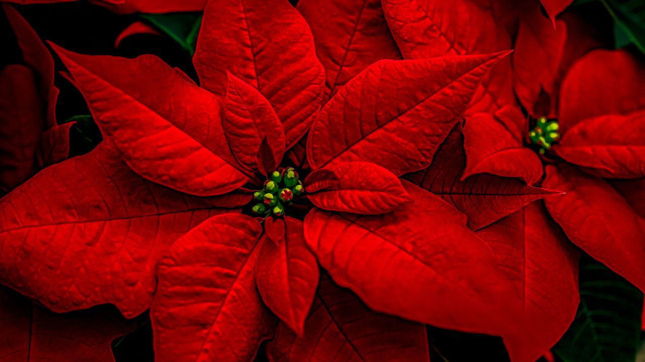 Weihnachtsblumen in den Gewächshäusern