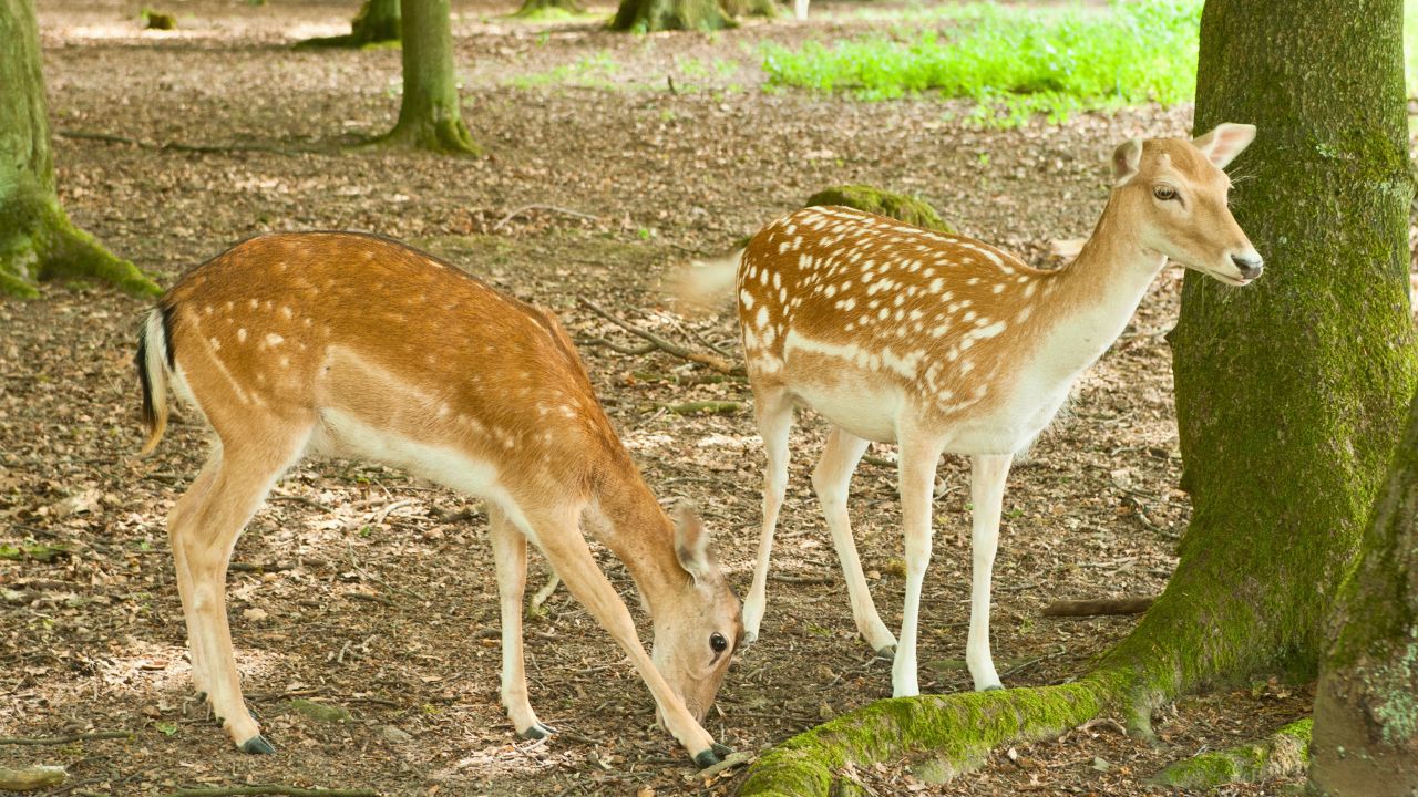 Damwild am Morgen