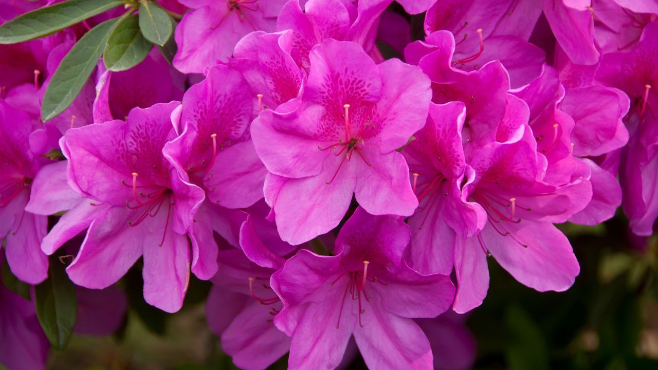 Rhododendron Britzer Garten