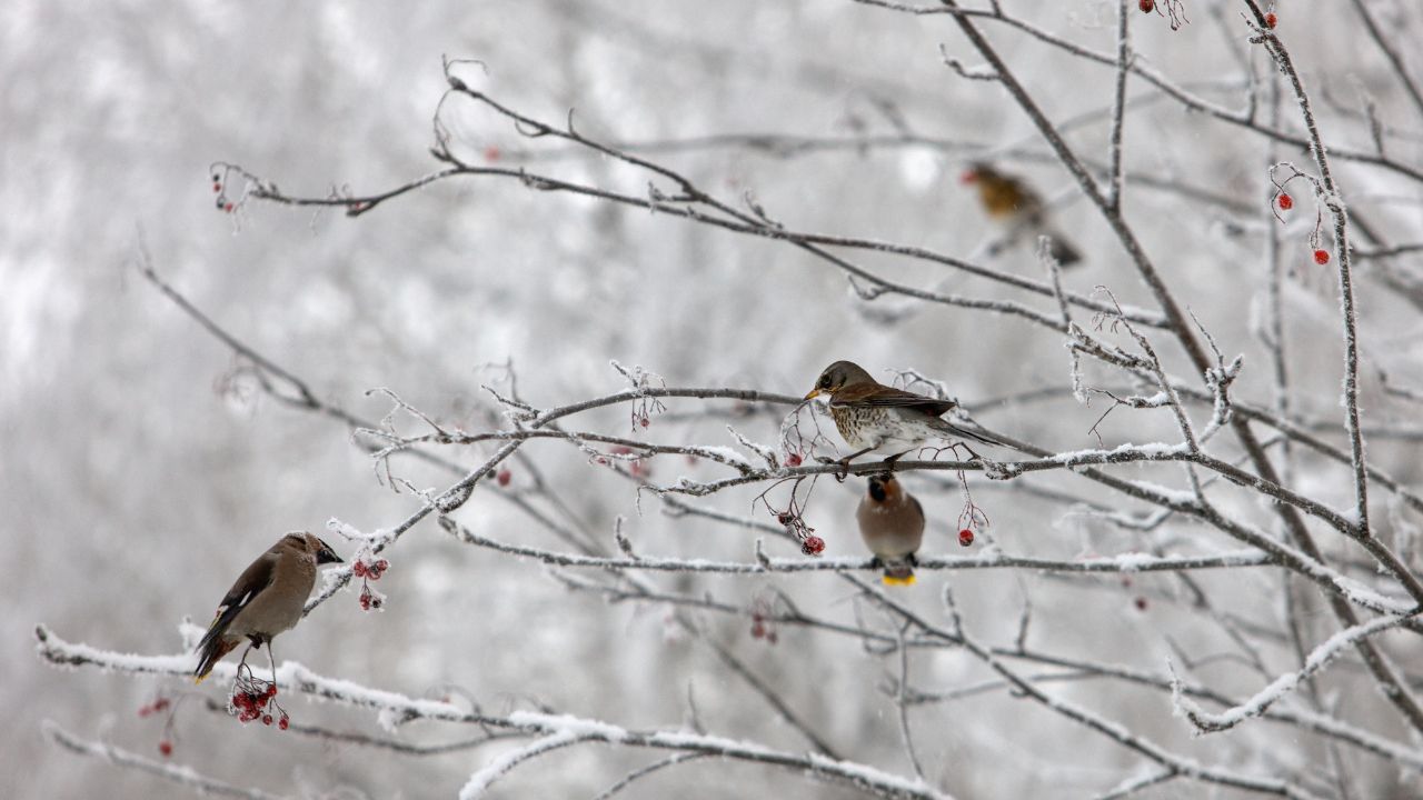 Britzer Garten Berlin: Wintervögel beobachten