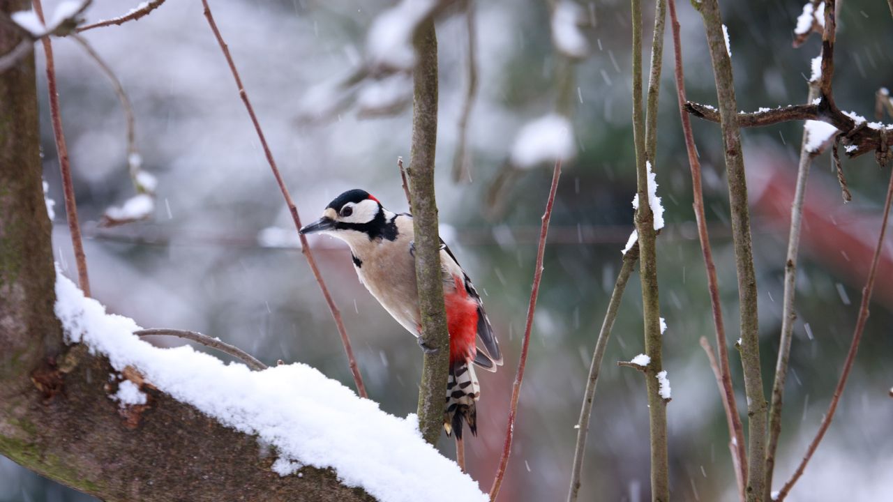 Vogelkundliche Führung im Britzer Garten Berlin 