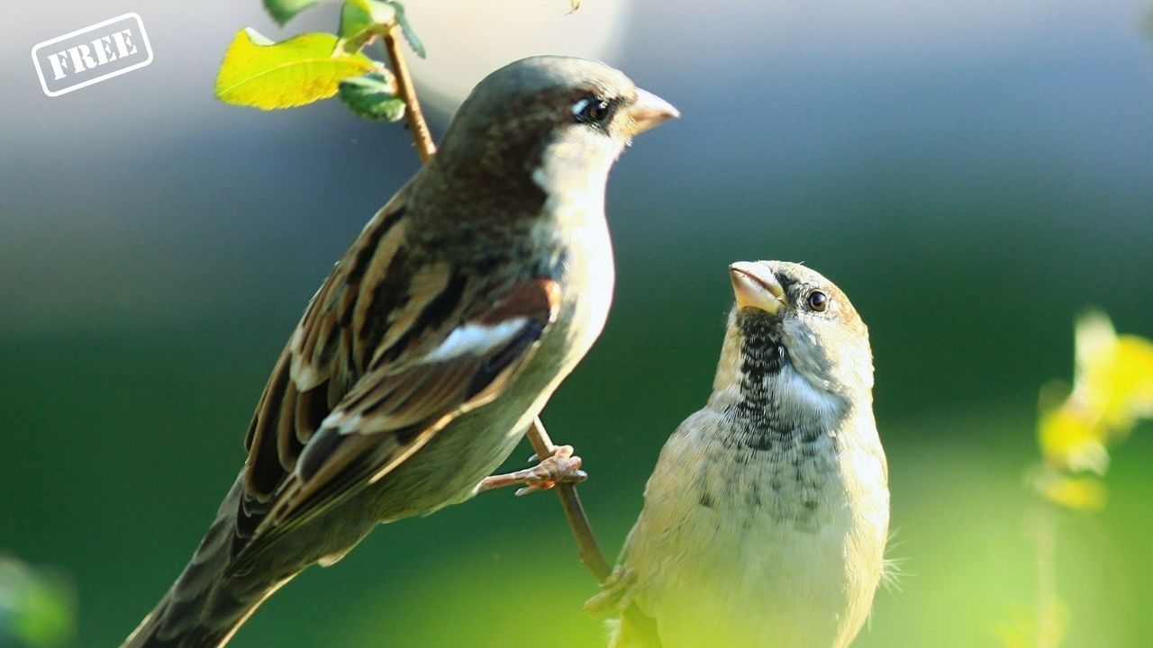 Vogelstimmen im Spreepark