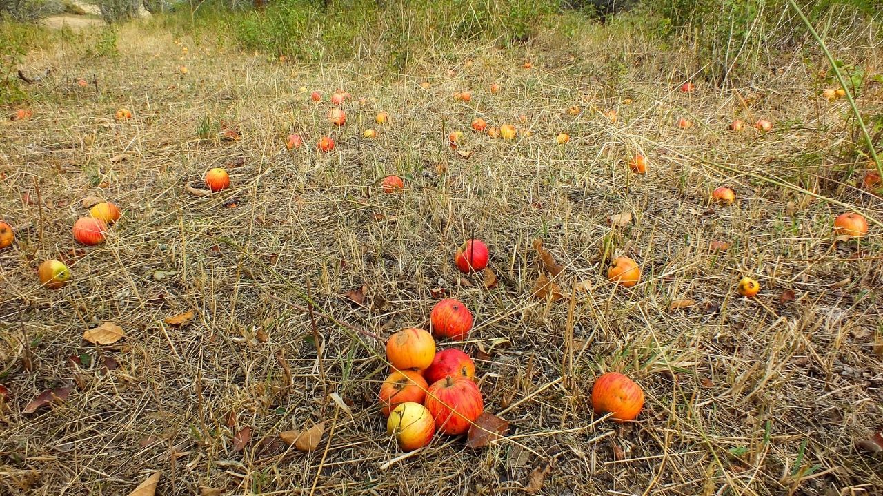 Streuobstwiese