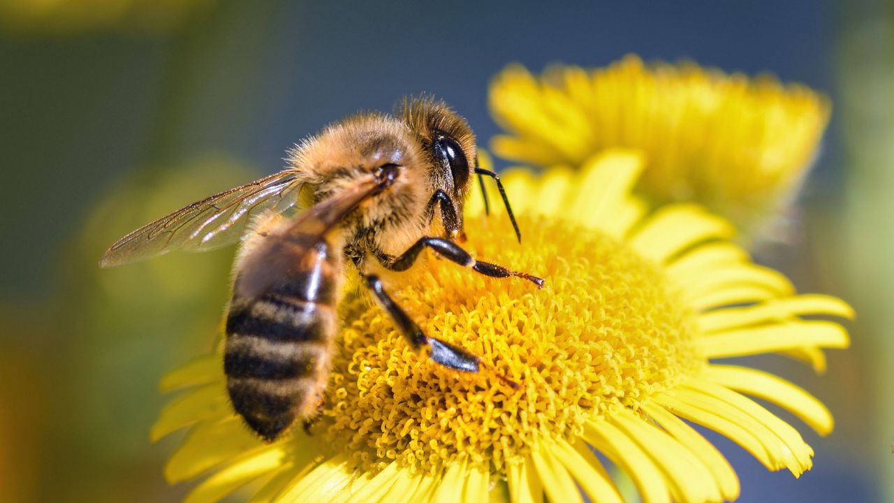 Weltbienentag im Jagdschloss Grunewald