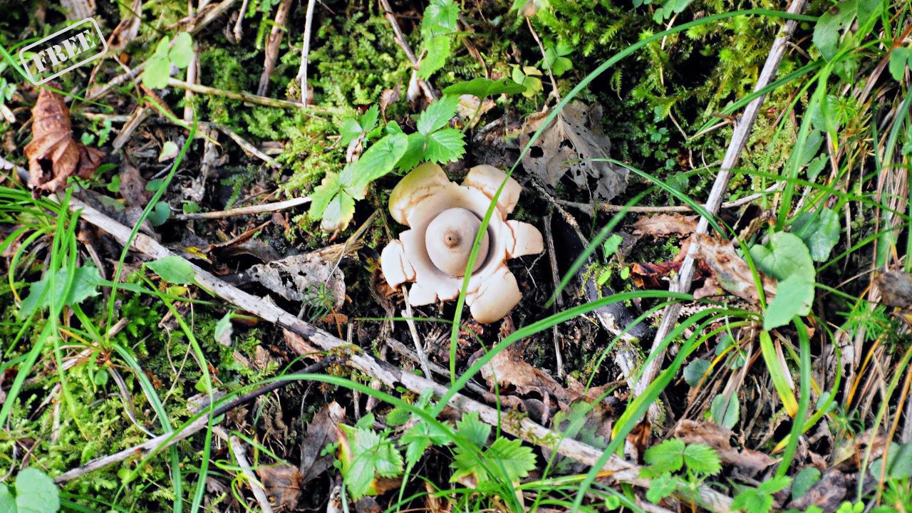 Spaziergang durch den Wald