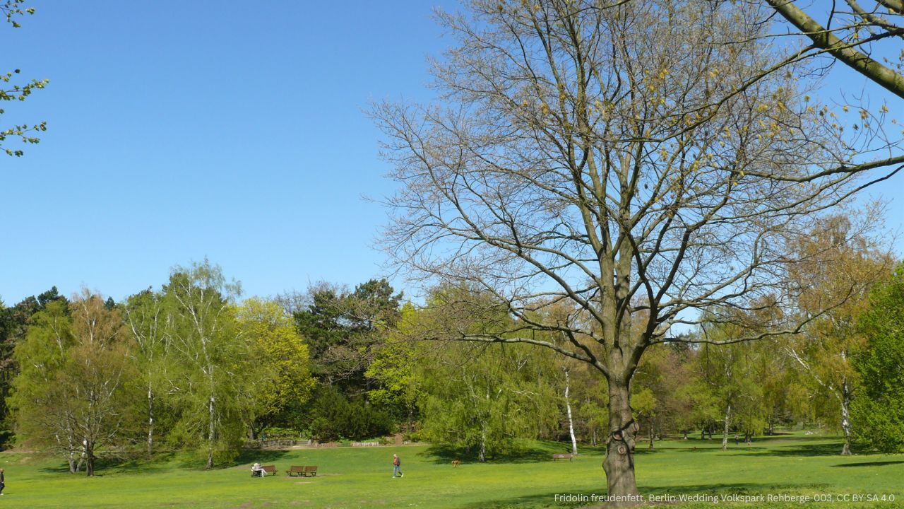 Volkspark Rehberge Berlin