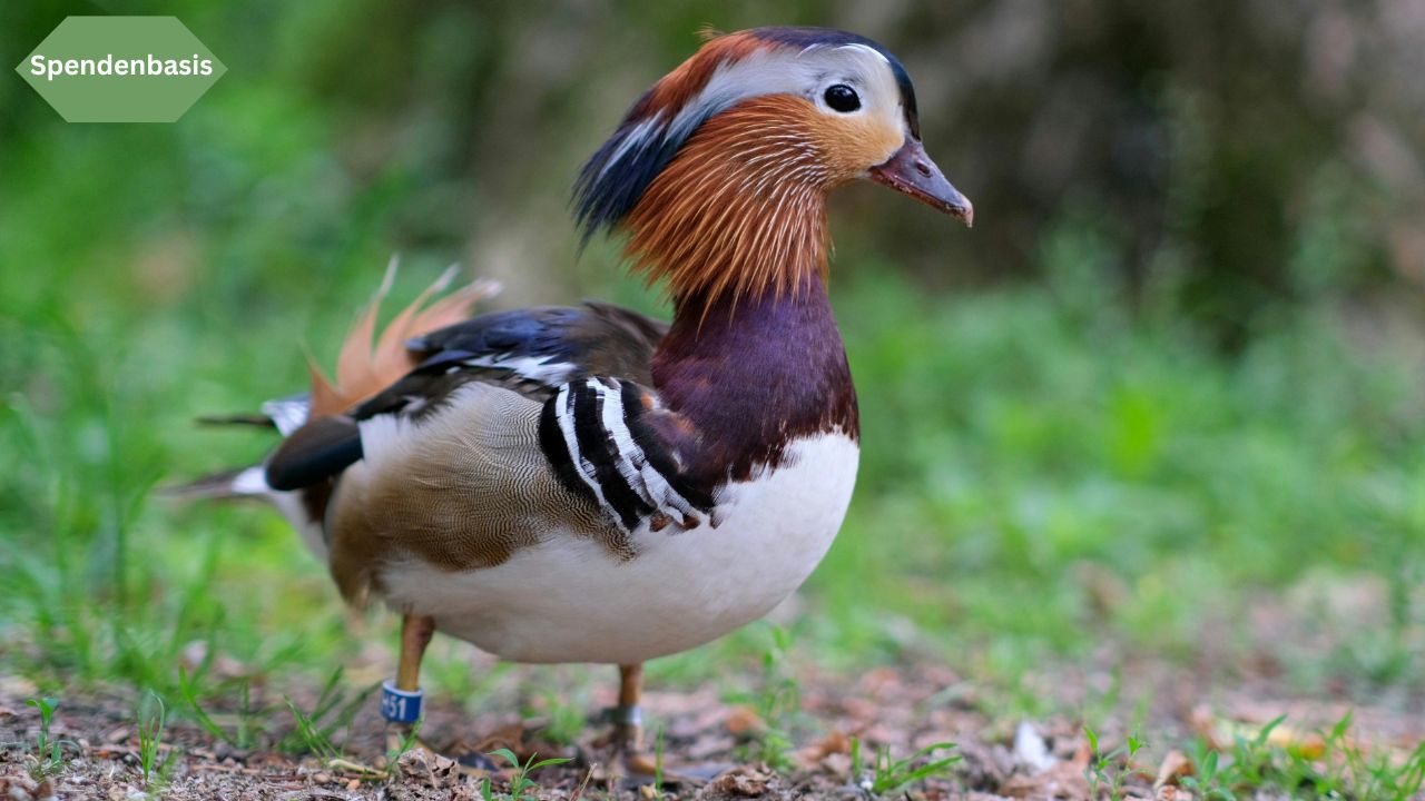 Mandarinenente im Schlosspark Charlottenburg Berlin
