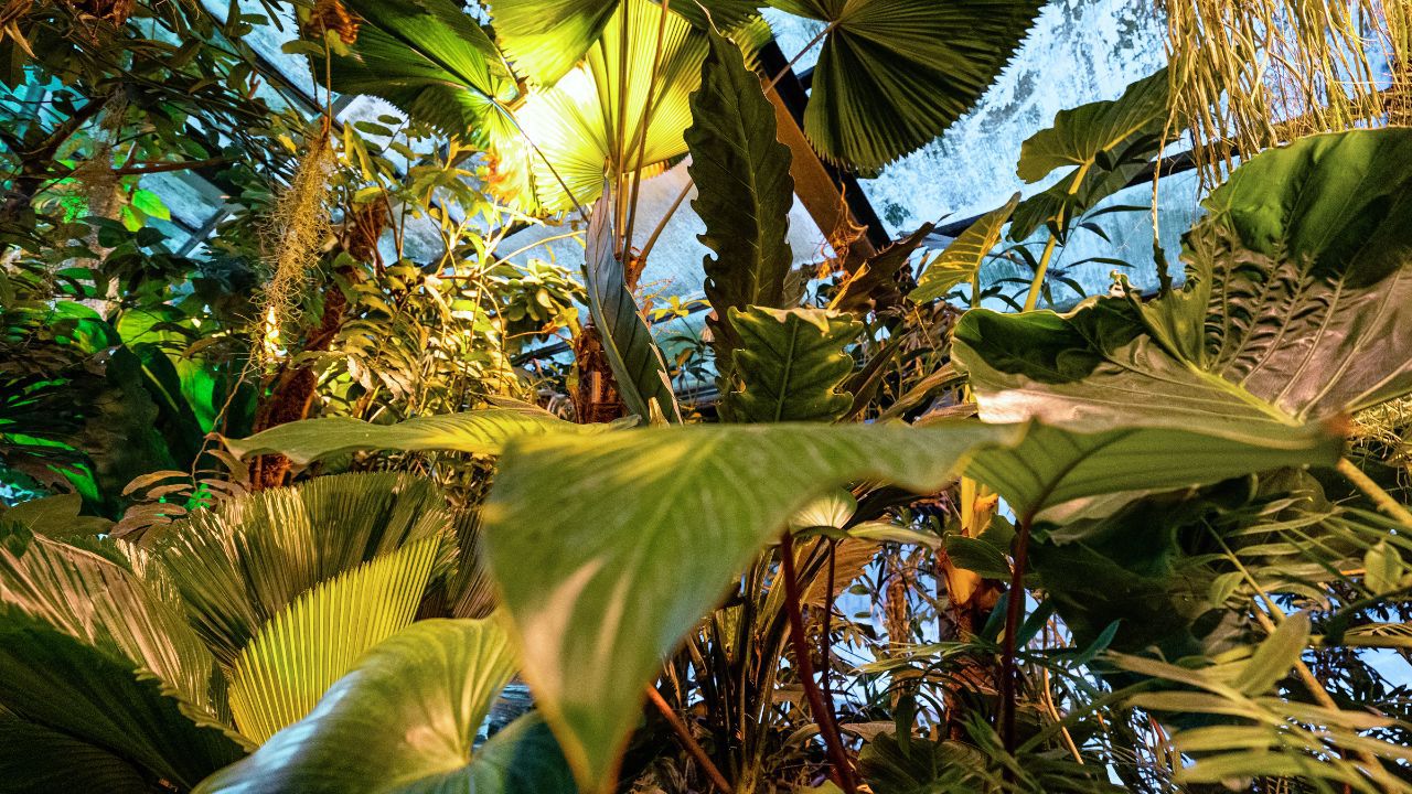 Führungen in den Gewächshäusern Botanischer Garten