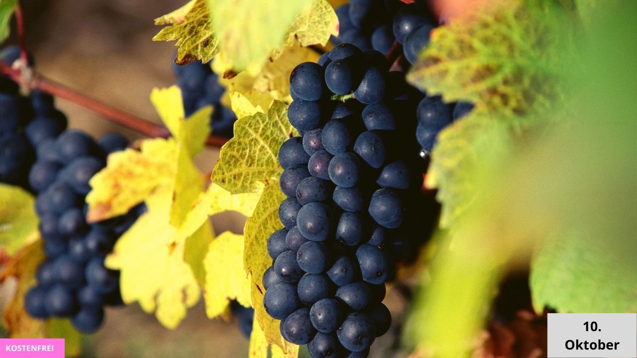 Besuchen Sie das Weinfest in Berlin.