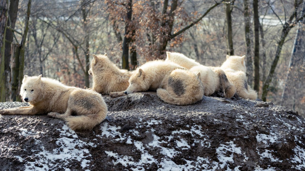 Advents- und Weihnachtstour im Zoo Berlin