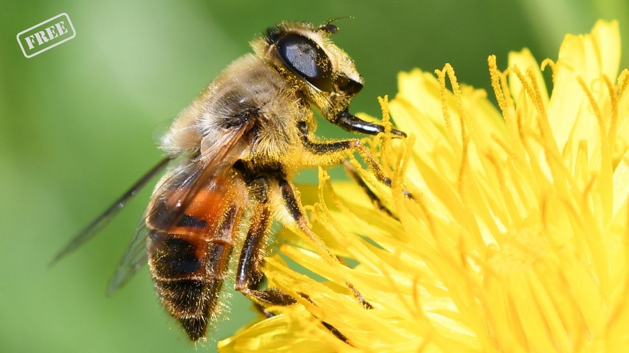 Wildbienen in Berlin