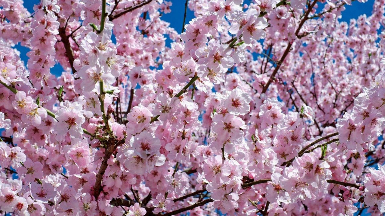 The Cherry Blossom Festival at the Garden of the world Berlin