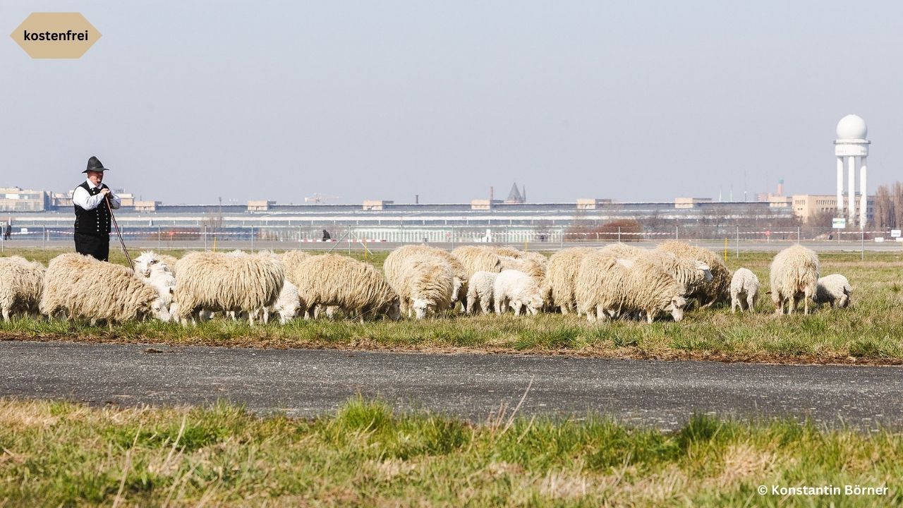 Schafe Tempelhofer Feld