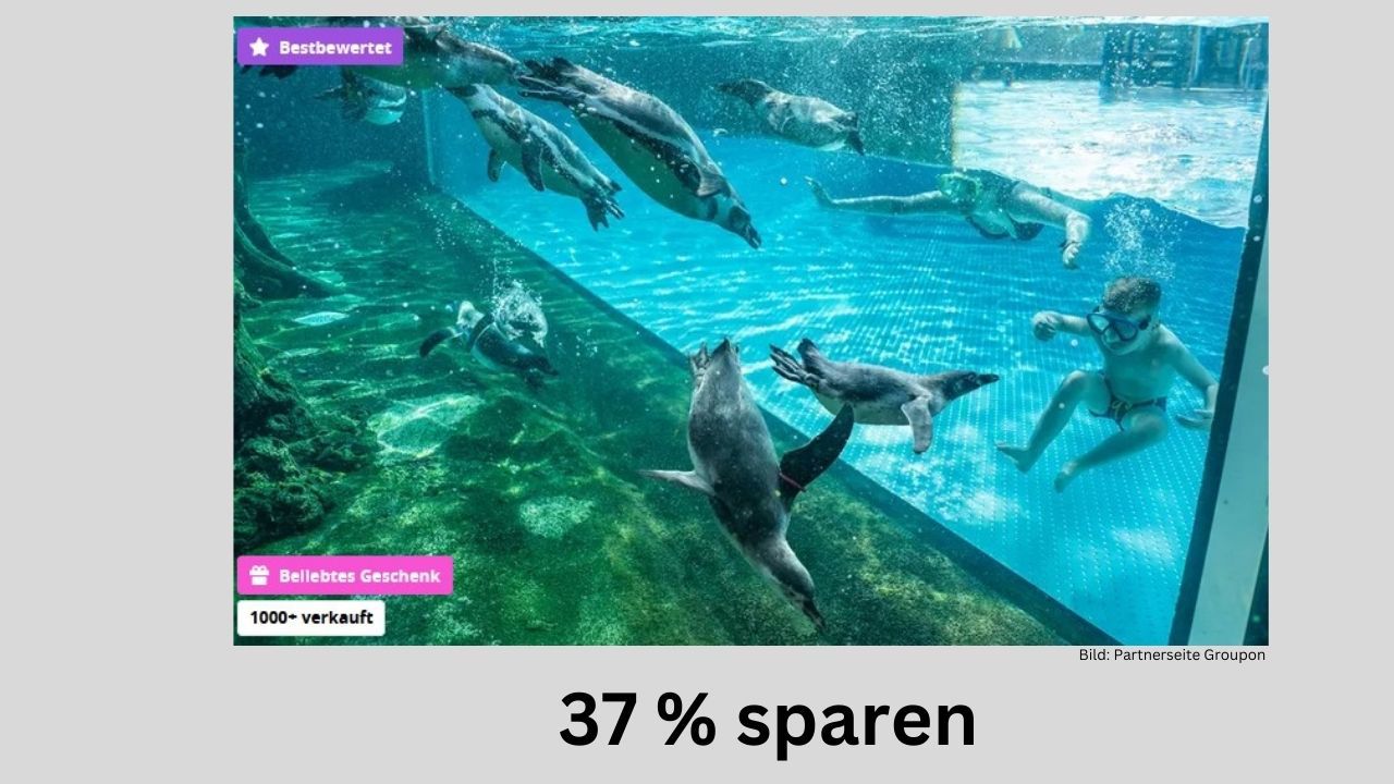 Schwimmen Sie mit Pinguinen