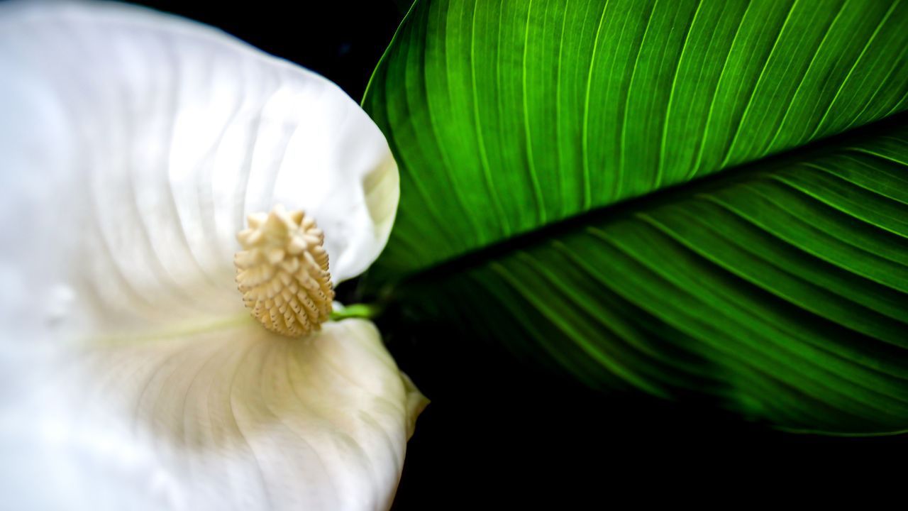 Gewächshäuser im Botanischen Garten Berlin