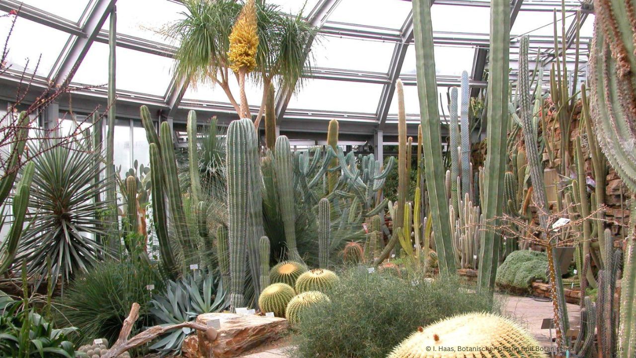 Kakteenschau im Botanischen Garten Berlin