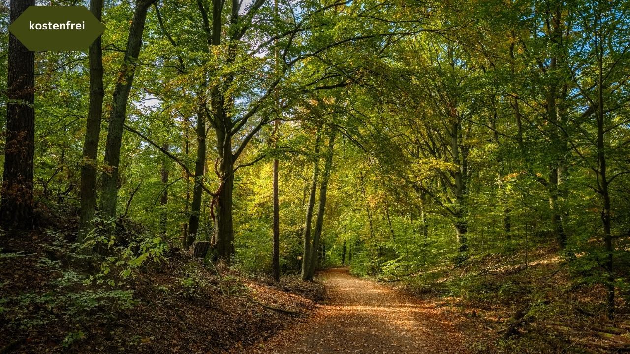 Spaziergang Tegeler Wald