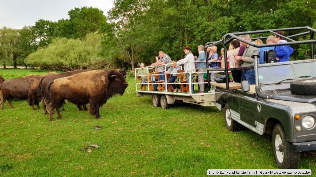 Jetzt Elchsafari besuchen