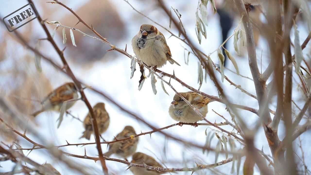 Wintervögel in Berlin