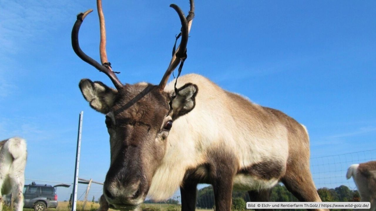 Elch und Rentierfarm