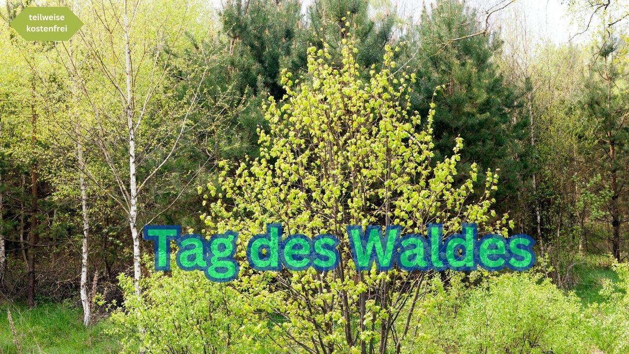 Tag des Waldes