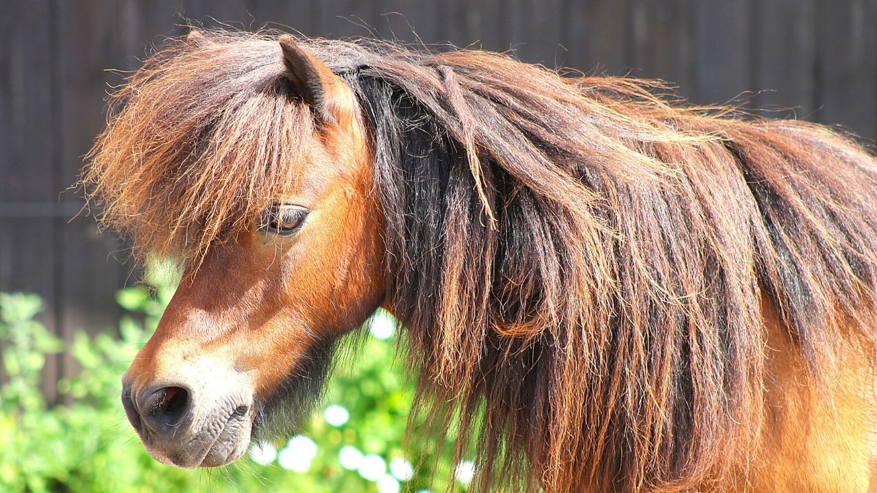 Ponyreiten in Berlin