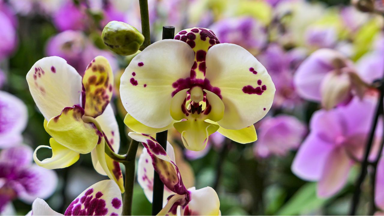 Orchideenblüte in der Biosphäre Potsdam