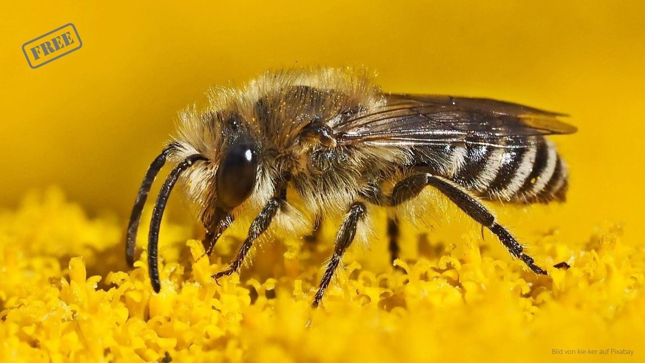 Ausstellung Wildbienen