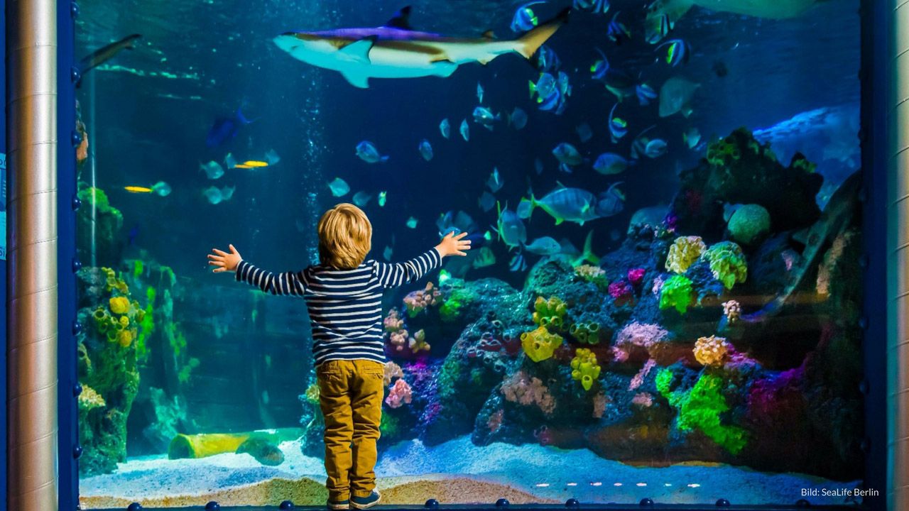 Begeben Sie sich auf eine Reise durch das SeaLife Berlin