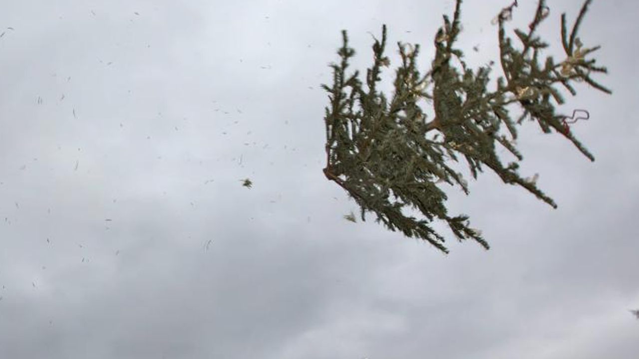  Flying Christmas Trees in Berlin - Christmas tree throw - on the 6th of January