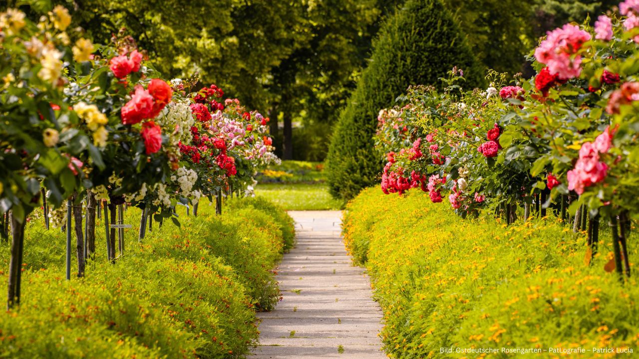 Ostdeutscher Rosengarten Lausitz