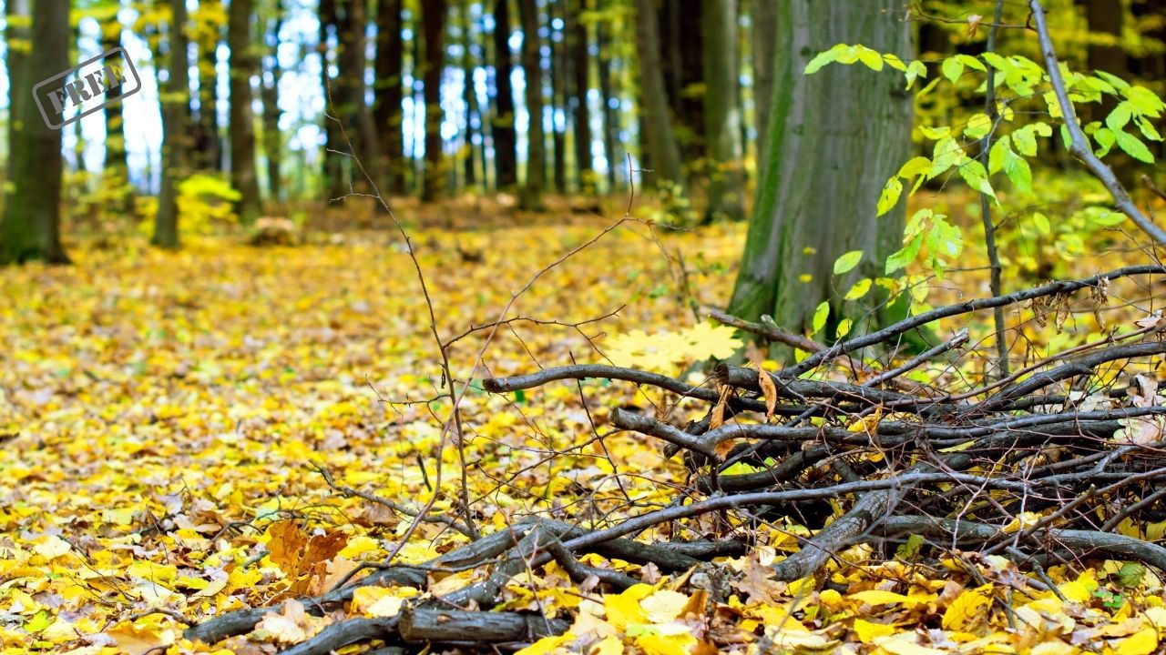 Wald aufräumen