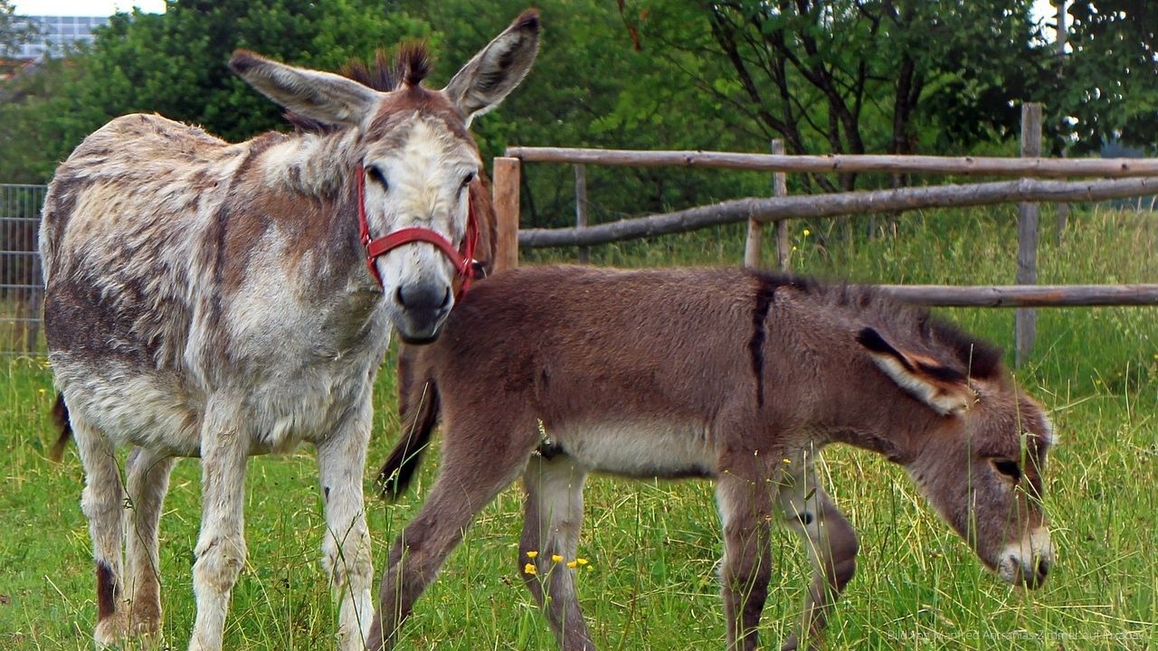 Verbringen Sie einen Urlaub mit Kindern auf dem Bauernhof.