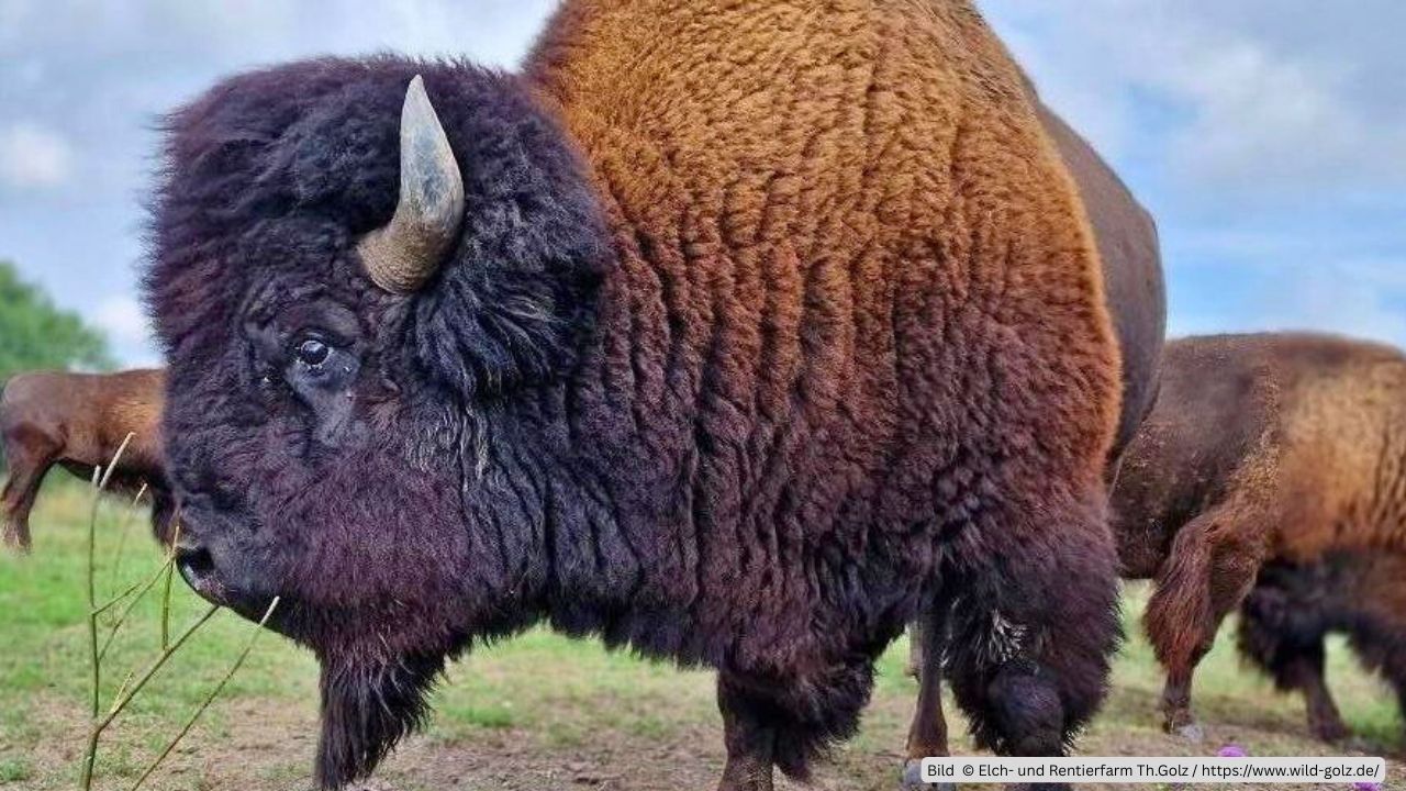 Bison auf der Elch und Rentierfarm