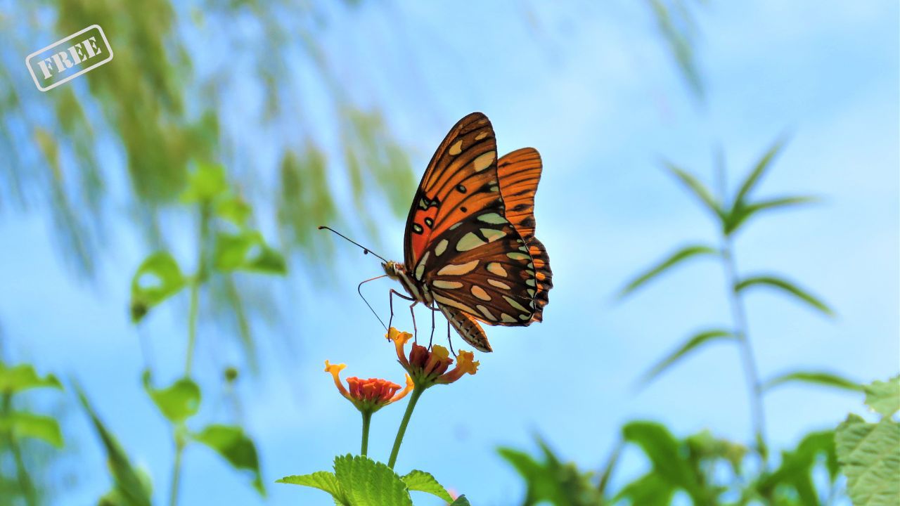 Schmetterling-Führung