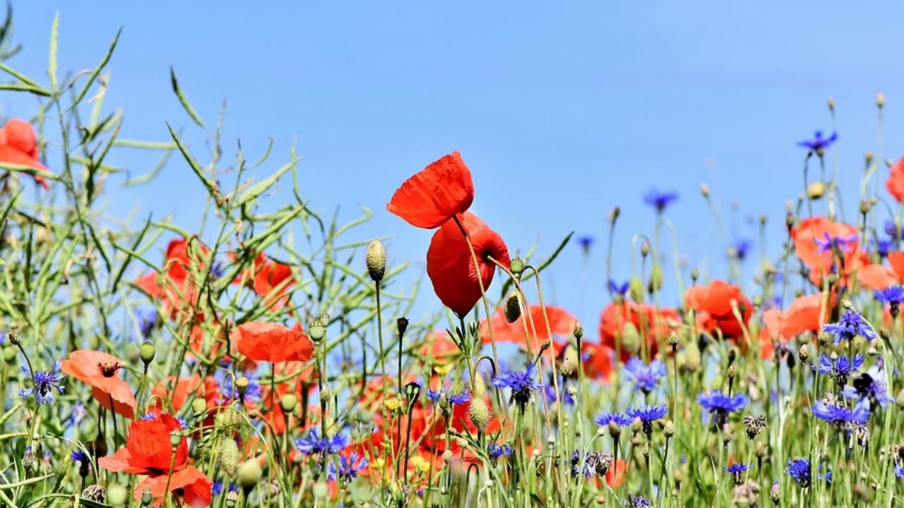 Eine Sommerwiese in Berlin.