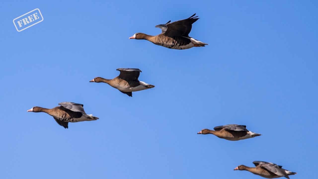 Zugvögel beobachten